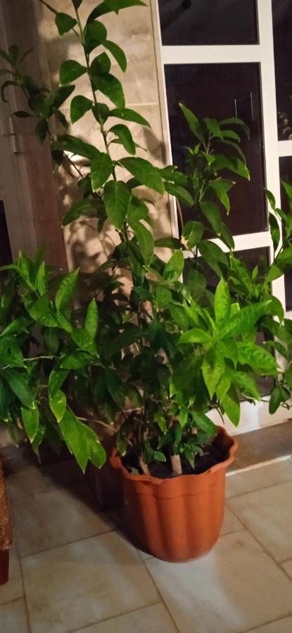 Homestay Stella Sunrise Stavros (Thessaloniki)
